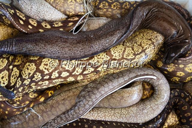 madere 12.JPG - Vente de Murènes (Muraenidae), marché de Santa Cruz, Madère, Portugal